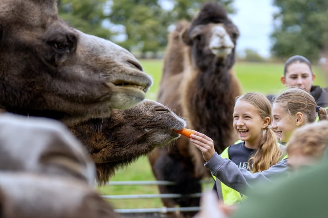 Image of camel feeding with kids laughing web teaser