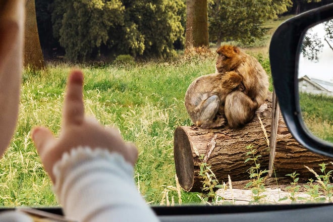 Image of iris car pointing at monkey web banner 1920x1080