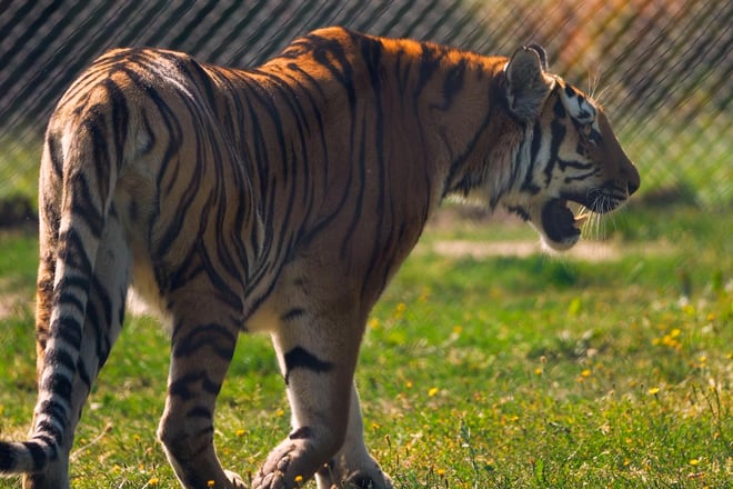 Side view of Ginger Biscuit female Amur tiger walking in grass paddock 