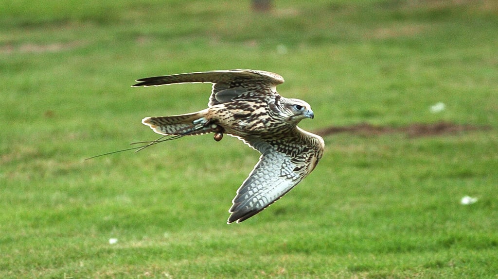 Image of birds of prey kestrel lres web 1920x1080