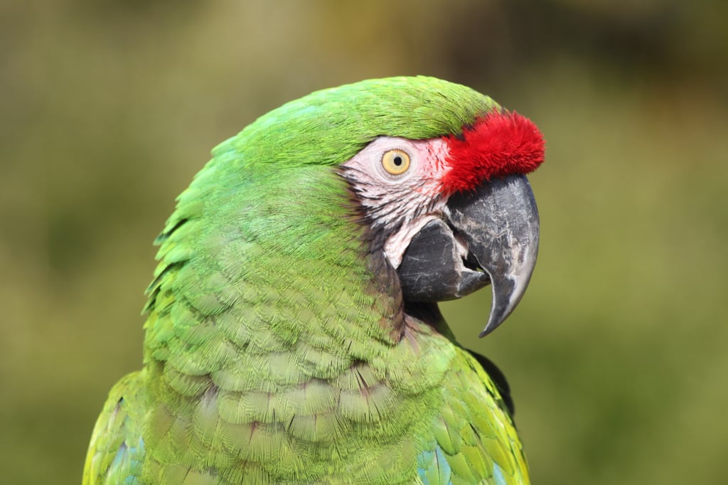 Merlin the Military Macaw