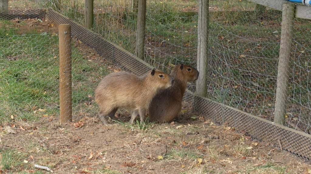 Yorkie and Yoko the capybara exploring their new home in the Foot Safari, August 2025