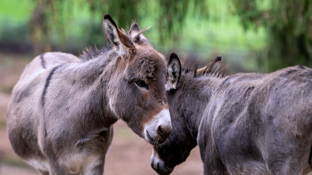 Image of darcy and daphne web banner landscpae 1920x1080