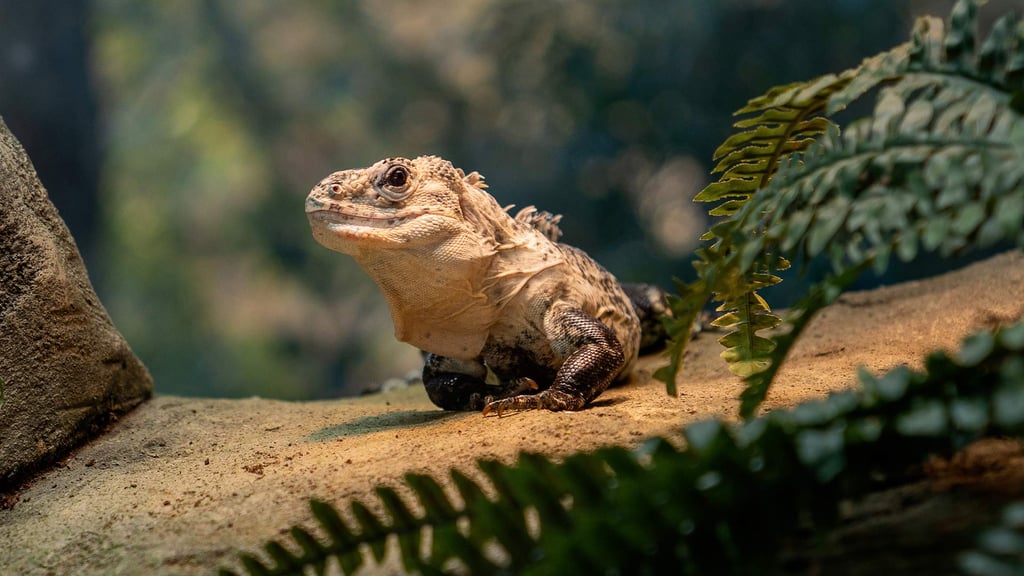 Image of kev the iguana in new enclosure web landscape 1920x1080