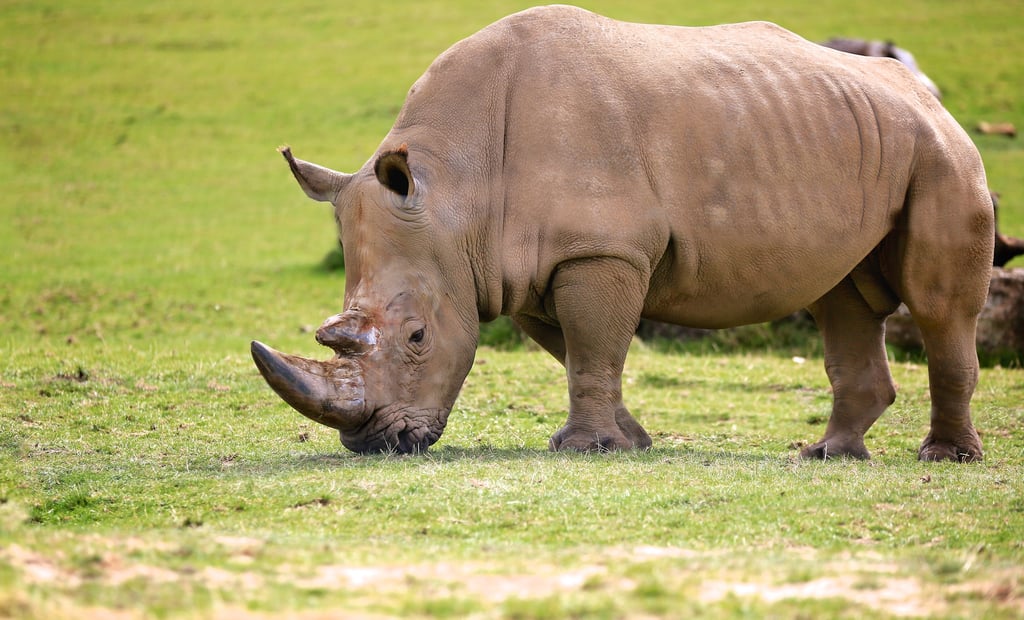Male Rhino grazes in grassy road safari 