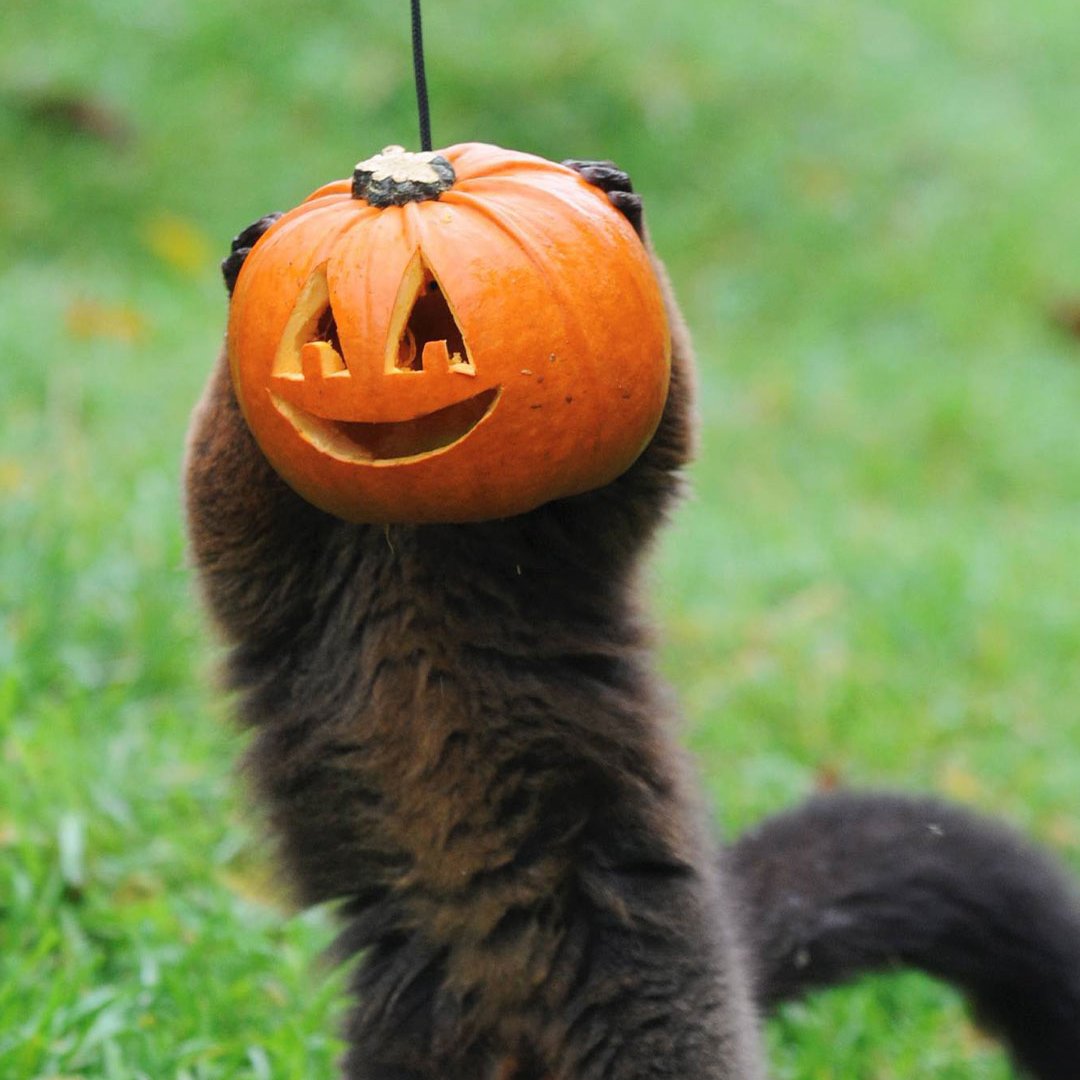 Image of lemur with pumpkin face web res 1080x1080