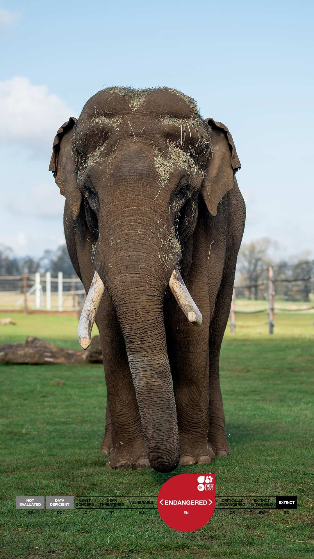 Raja the male Asian Elephant labelled as endangered on ICUN Red list