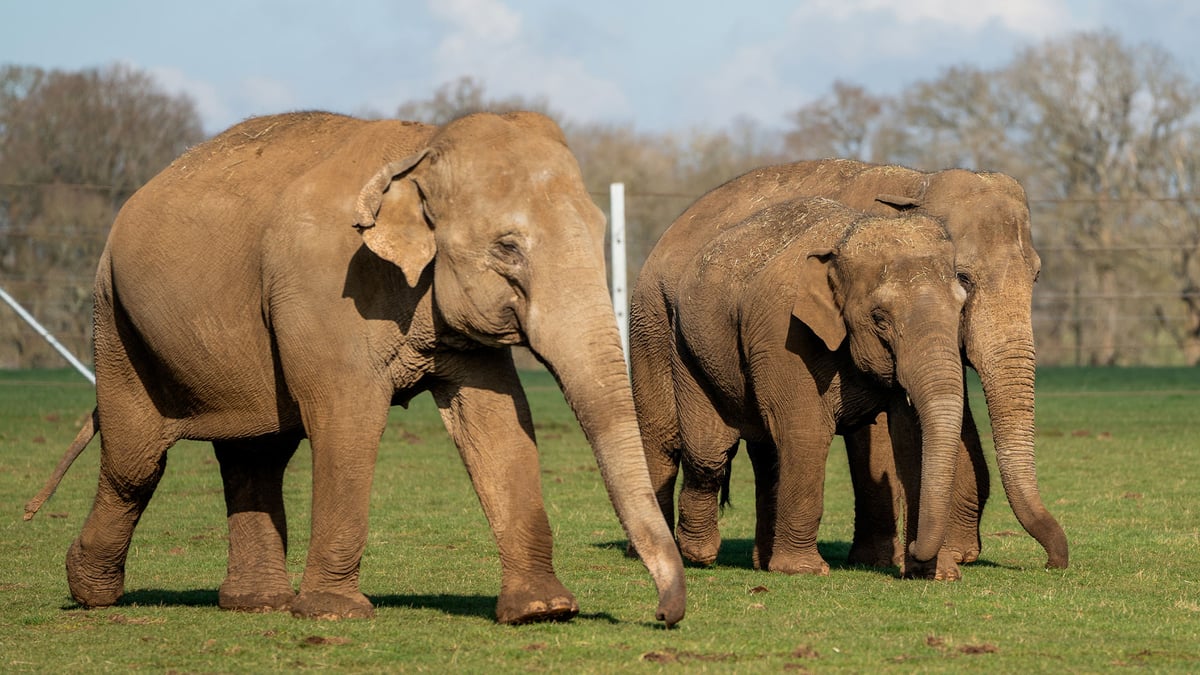 Three Asian elephant females walking together in their paddock 