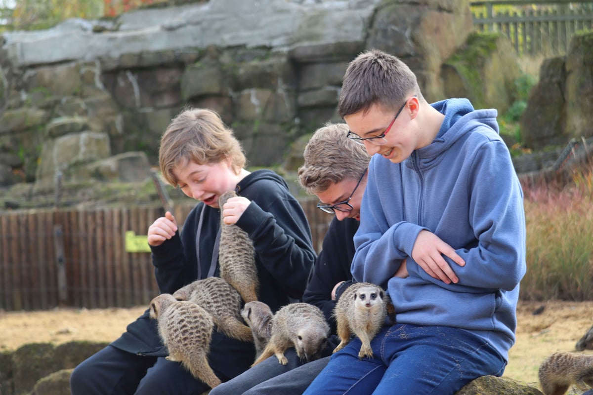 Three children sat on a rock, with six meerkats running across their laps