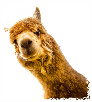 Orange Alpaca Head looks towards camera against transparent background 