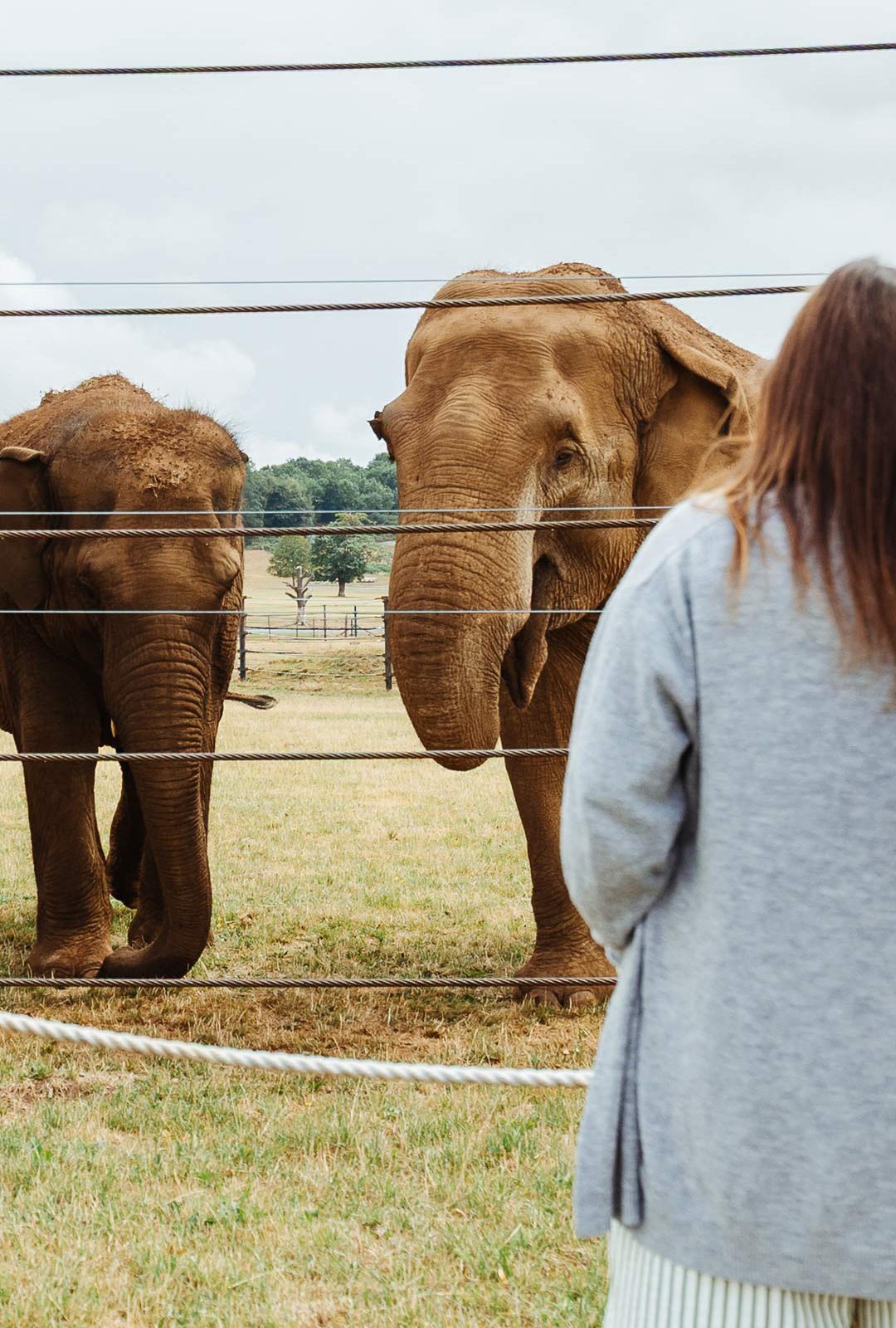 Visitor meeting two Asian Elephants at Woburn Safari Park