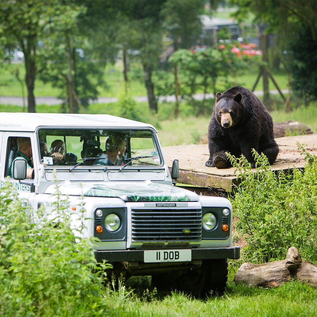 Image of off road truck with bear web 1080x1080