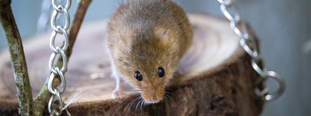 Image of harvest mice conservation at the park banner 1687x630 landscape web res