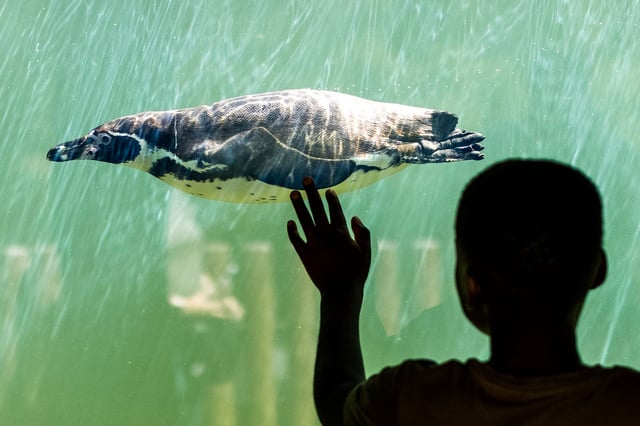 Image of boy and penguin viewing window