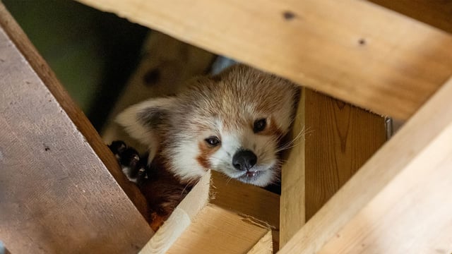Close up of red panda face between wooden boards in house 