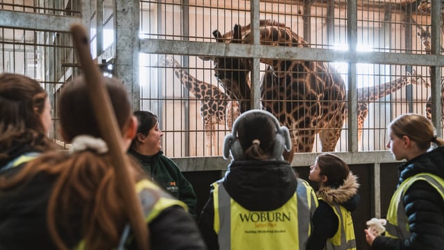 Group of children looking at giraffe inside the giraffe house at Woburn Safari Park