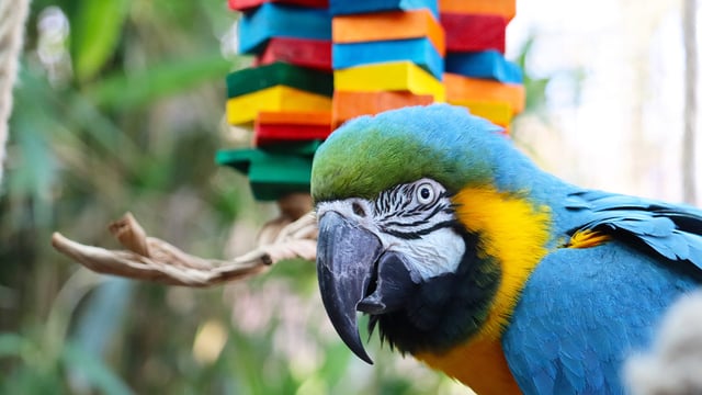 Blue and gold macaw named YoYo with enrichment 