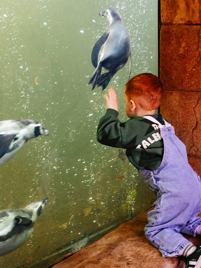 Little boy looking at Humboldt penguins through the underwater viewing window 