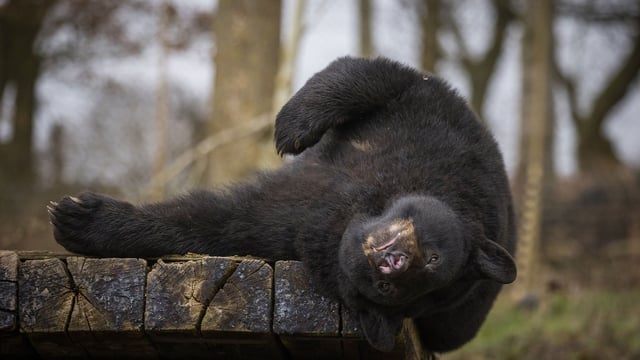 Image of bear rolling over web res landscape 1920x1080