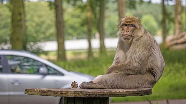 Image of monkey sat down with car in background web 1920x1080