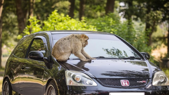 Image of monkey on car bonnet jul26 web 1920x1080
