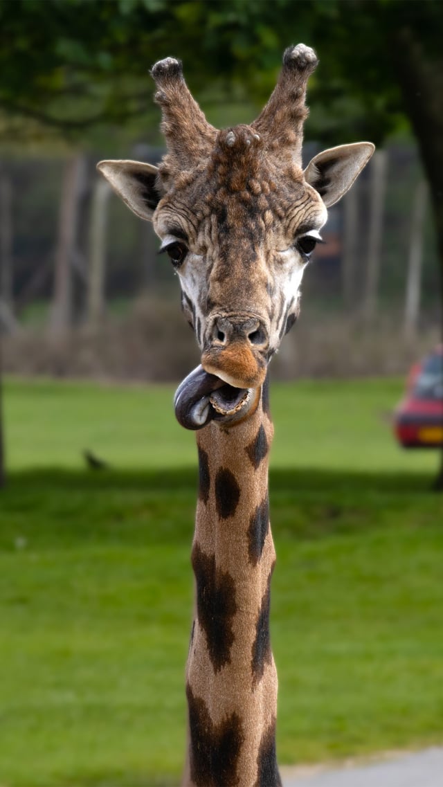 Casper the Rothschilds giraffe licking lips 