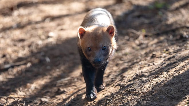 Female bush dog in outside enclosure at Woburn Safari Park