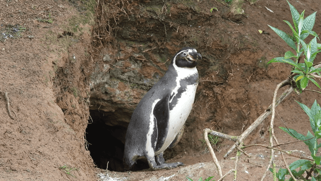 Humboldt penguin stands at entrance to underground burrow