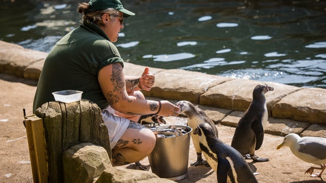 Penguin keeper feeding penguins with fish by a pool on rocky beach area