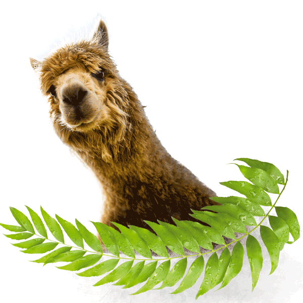 Alpaca head on transparent background with leaves below 