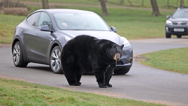 Image of black bear in road safari alongside car apr25 web 1920x1080
