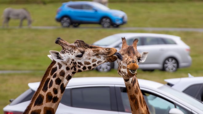Image of giraffe lick cars 1920x1080 landscape