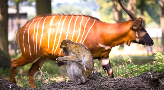 Image of monkey & bongo woburn safari park desktop