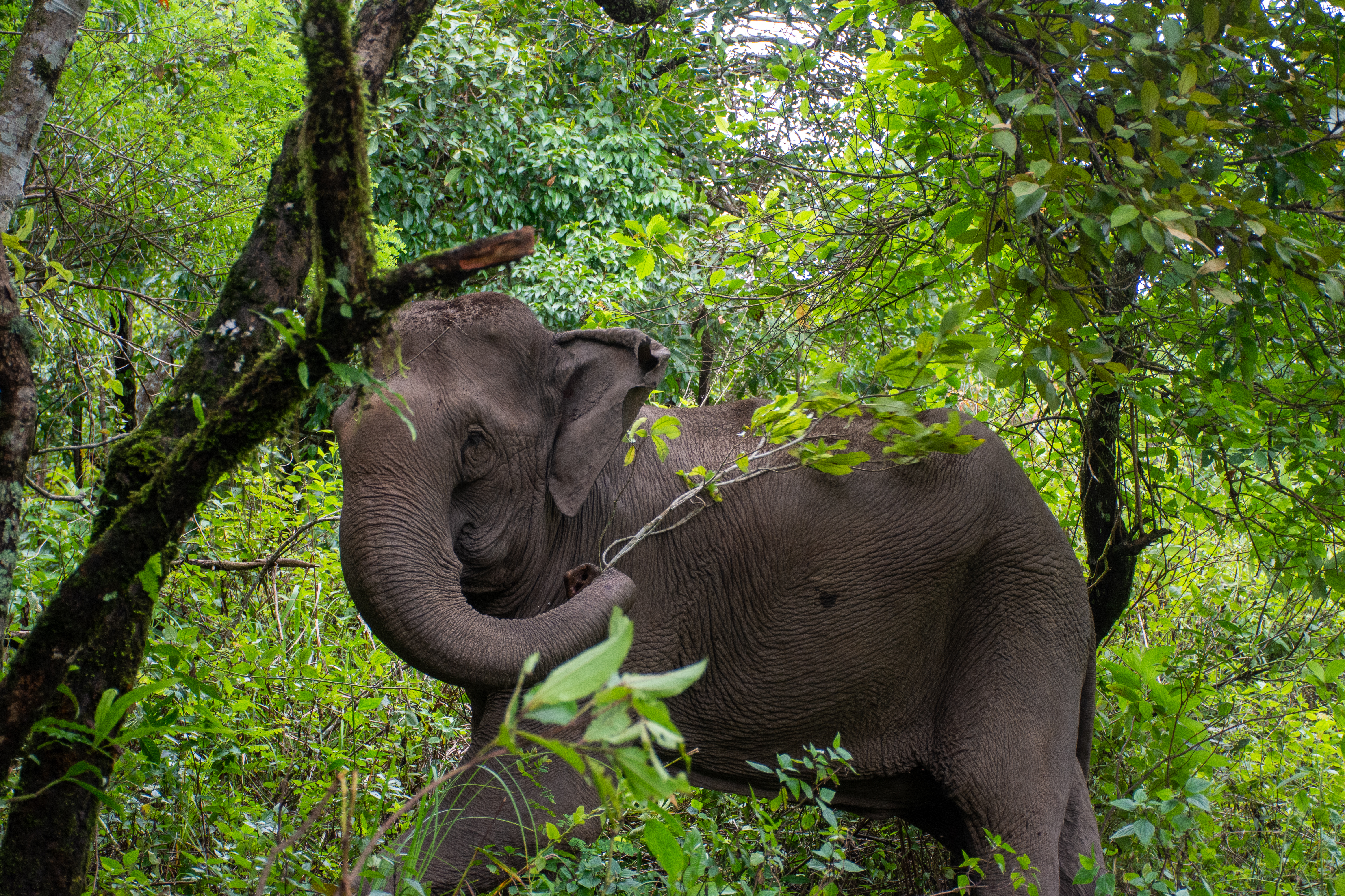 Photo of an elephant in the wild, in a woodland setting