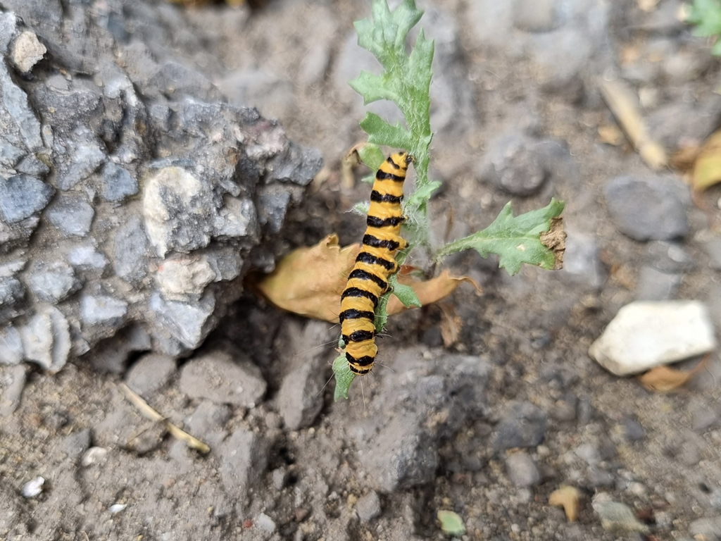 Striped yellow and black caterpillar of a Cinnabar moth