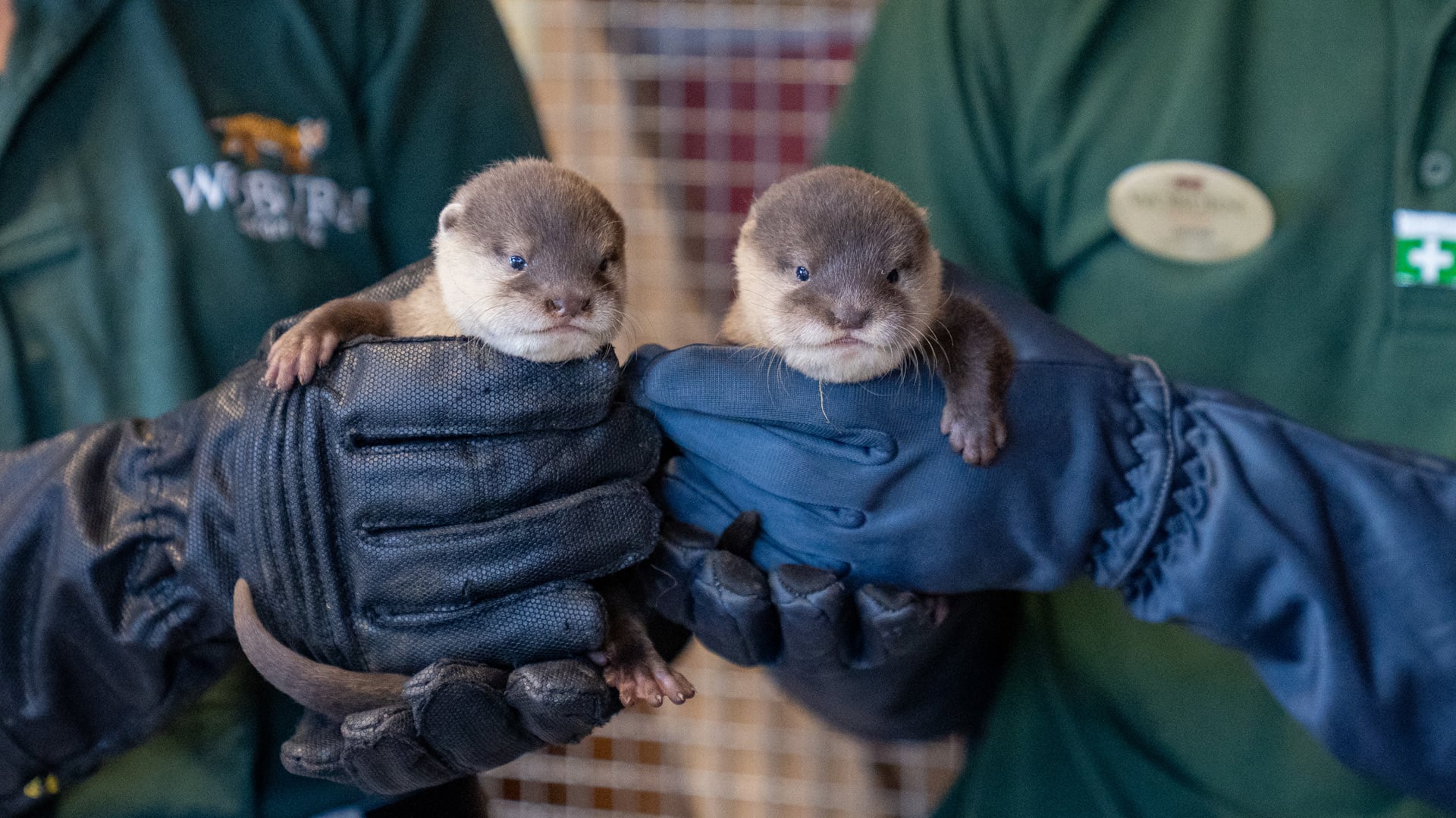 Asian short-clawed otter pups have reached an important early milestone after receiving their first health check and microchips from the animal keeping team