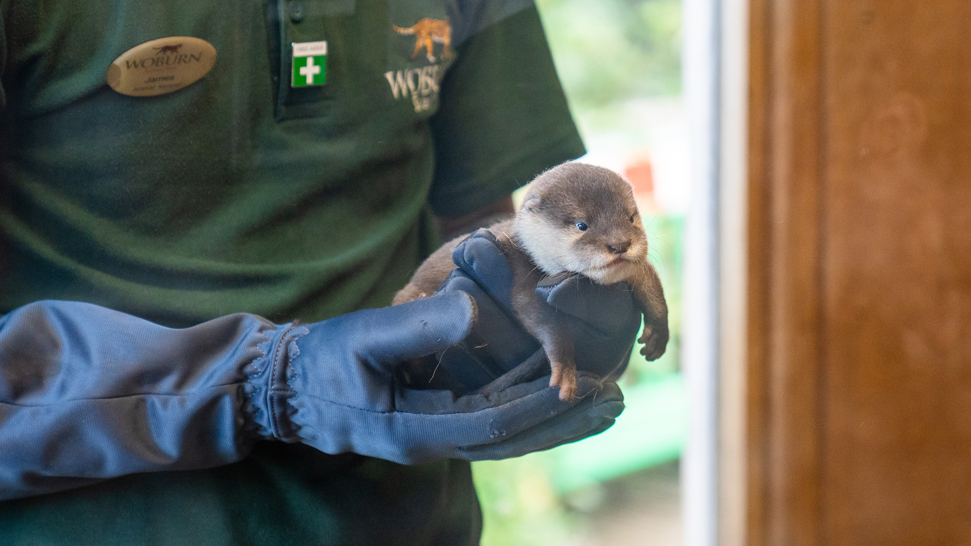 Asian short-clawed otter pup reaches an important early milestone after receiving their first health check and microchips from the animal keeping team