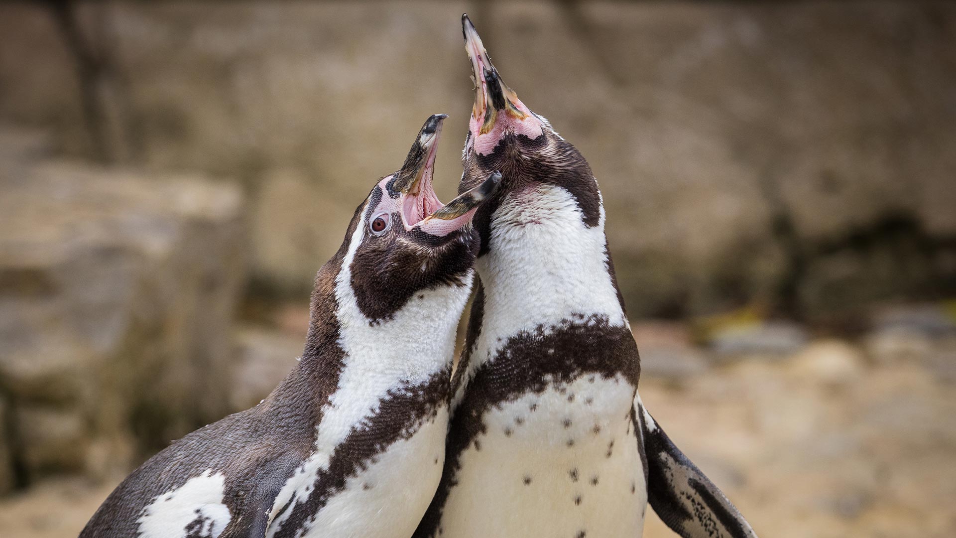 Penguin duo looking up with beaks open