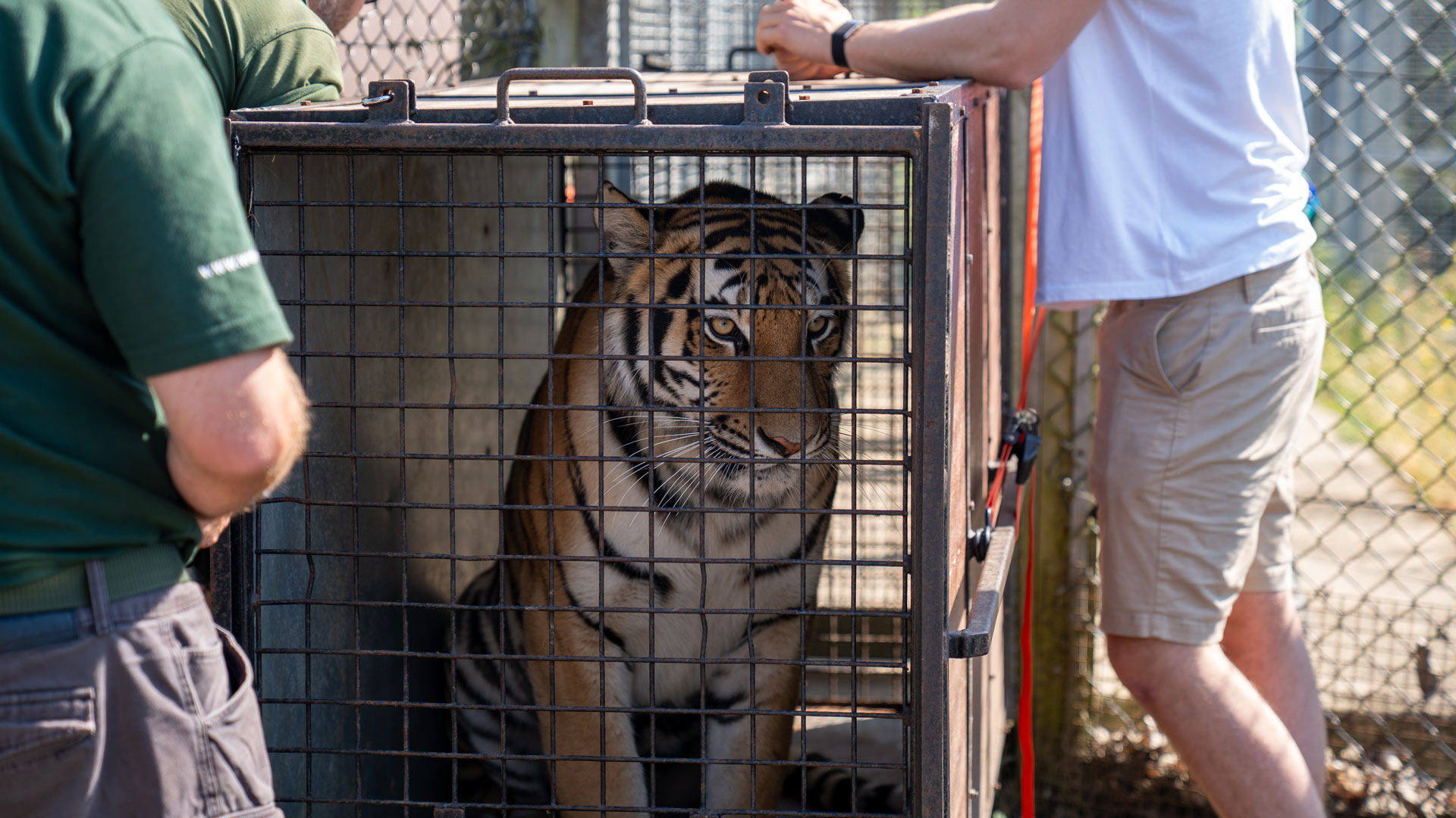 Ginger Biscuit the female Amur tiger in moving crate