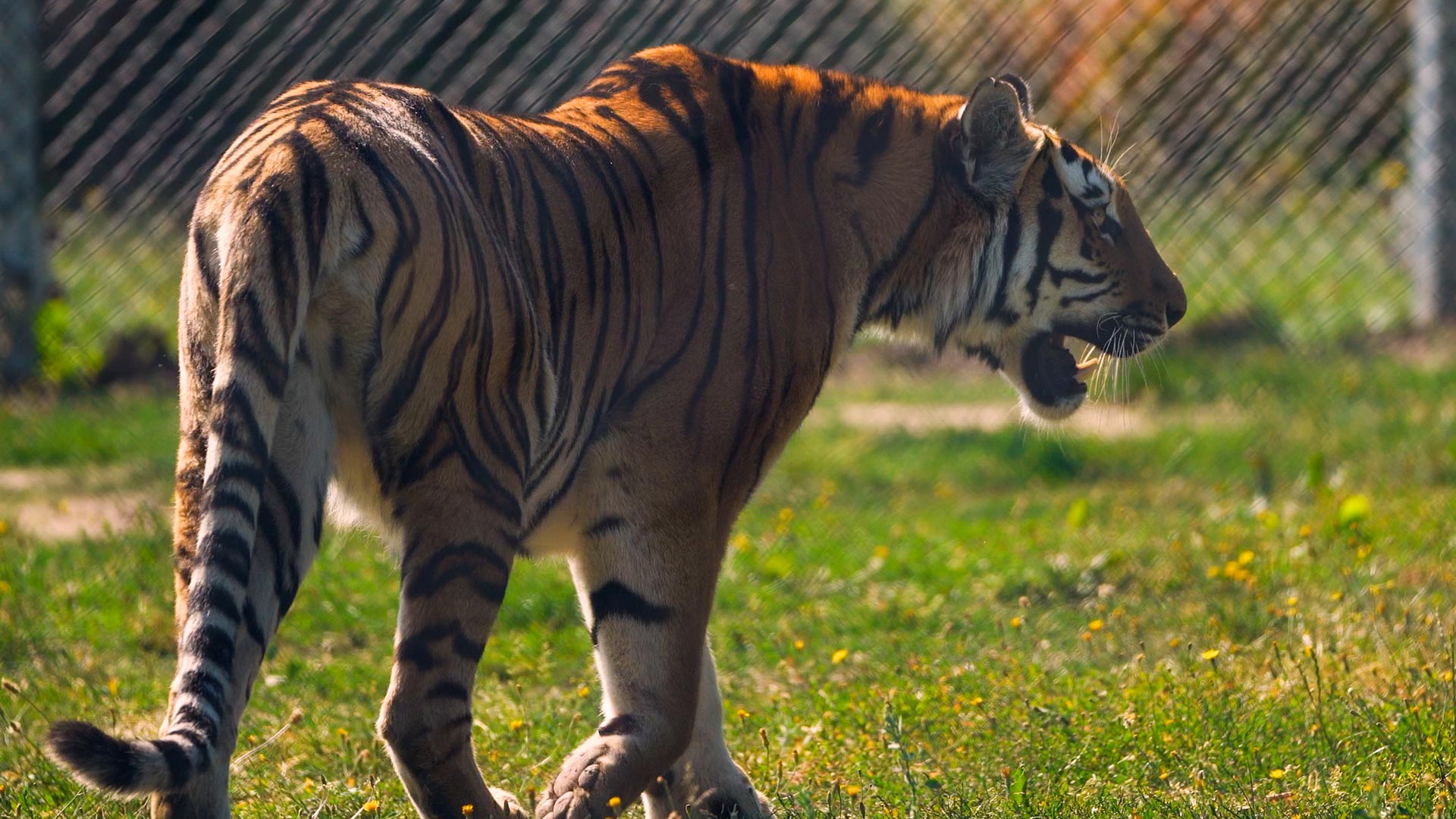 Side view of Ginger Biscuit female Amur tiger walking in grass paddock