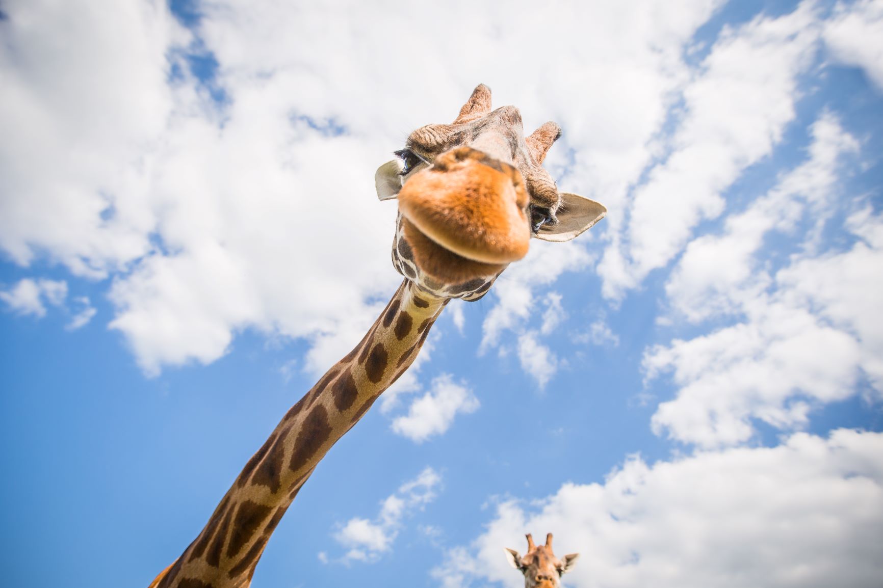 Giraffe looking down at camera